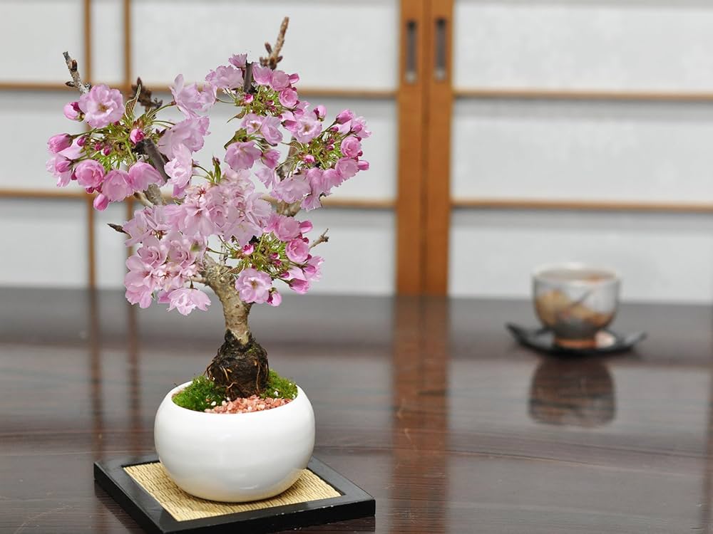 Amazon | 盆栽妙 桜盆栽白玉鉢 4号 桜 さくら サクラ 花